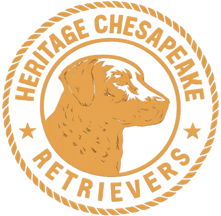 Heritage chesapeake retrievers